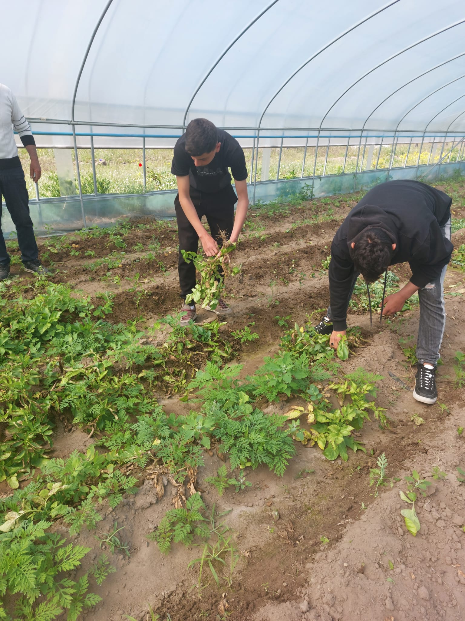 plantare tomate