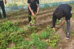 plantare tomate